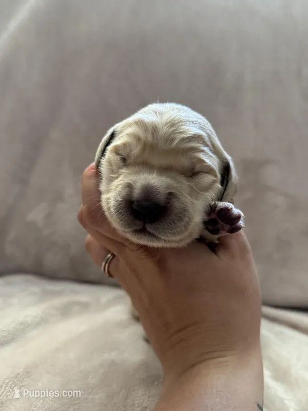 Light Pink – Golden Retriever puppy for sale in Starr, SC