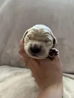 Light Pink, a female Golden Retriever for sale in Starr, SC – Photo 1 of 3