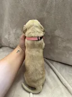 Light Pink, a female Golden Retriever for sale in Starr, SC – Photo 3 of 3