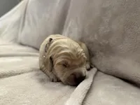 Light Pink, a female Golden Retriever for sale in Starr, SC – Photo 2 of 3