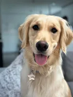 Zeus , a male Golden Retriever for sale in Romeoville, IL – 2 of 4