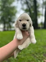 Luna, a female Golden Retriever for sale in Romeoville, IL – 3 of 8