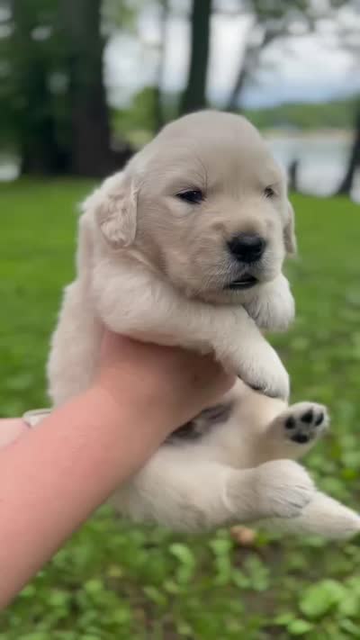 Luna, a female Golden Retriever for sale in Romeoville, IL – 3 of 3
