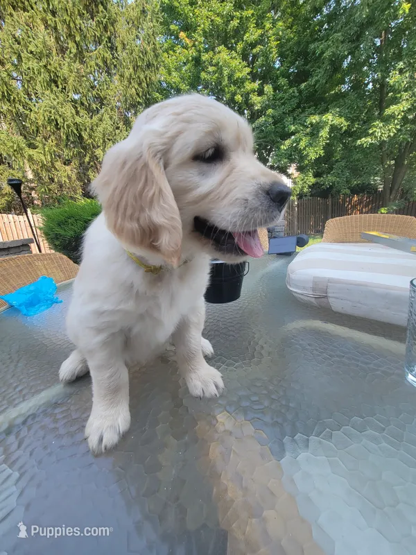 Zeus  – Golden Retriever puppy for sale in Romeoville, IL
