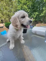 Zeus , a male Golden Retriever for sale in Romeoville, IL – 1 of 4