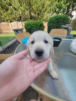 Zeus , a male Golden Retriever for sale in Romeoville, IL – 4 of 4