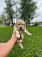 Zeus , a male Golden Retriever for sale in Romeoville, IL – 3 of 4