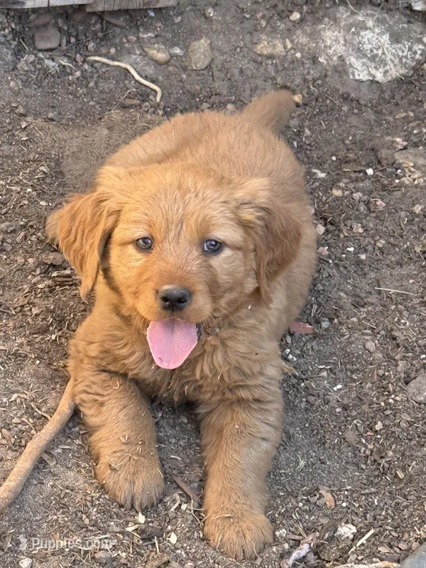 Blue. , a male Golden Retriever for sale in Thornton, CO – Photo 1 of 5