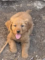 Blue. , a male Golden Retriever for sale in Thornton, CO – Photo 1 of 5