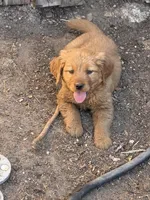 Blue. , a male Golden Retriever for sale in Thornton, CO – Photo 2 of 5