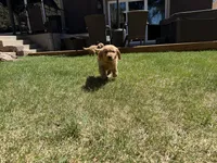 Blue. , a male Golden Retriever for sale in Thornton, CO – Photo 5 of 5