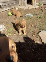 Blue. , a male Golden Retriever for sale in Thornton, CO – Photo 4 of 5