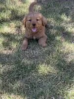 Blue. , a male Golden Retriever for sale in Thornton, CO – Photo 3 of 5