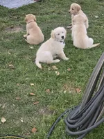 Purple- benard, a male Golden Retriever for sale in Yoakum, TX – Photo 3 of 3