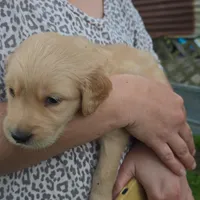 Purple- benard, a male Golden Retriever for sale in Yoakum, TX – Photo 1 of 3