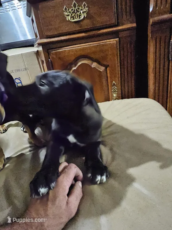 Two – American Bulldog, German Shepherd Dog puppy for sale in Prague, OK