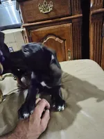 Two, a male American Bulldog and German Shepherd Dog for sale in Prague, OK – 1 of 2