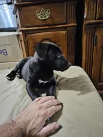 Two, a male American Bulldog and German Shepherd Dog for sale in Prague, OK – 2 of 2