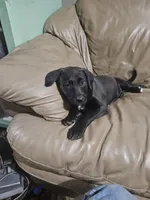 Black, a female American Bulldog and German Shepherd Dog for sale in Prague, OK – 3 of 3