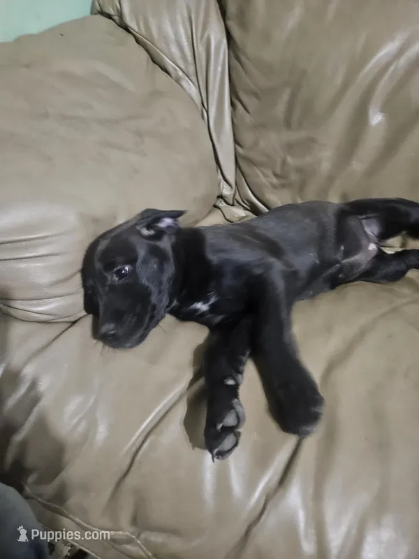 Black – American Bulldog, German Shepherd Dog puppy for sale in Prague, OK
