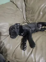 Black, a female American Bulldog and German Shepherd Dog for sale in Prague, OK – 1 of 3