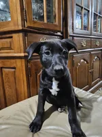 One, a female American Bulldog and German Shepherd Dog for sale in Prague, OK – 2 of 2