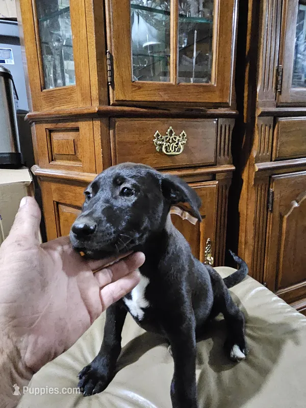 One – American Bulldog, German Shepherd Dog puppy for sale in Prague, OK