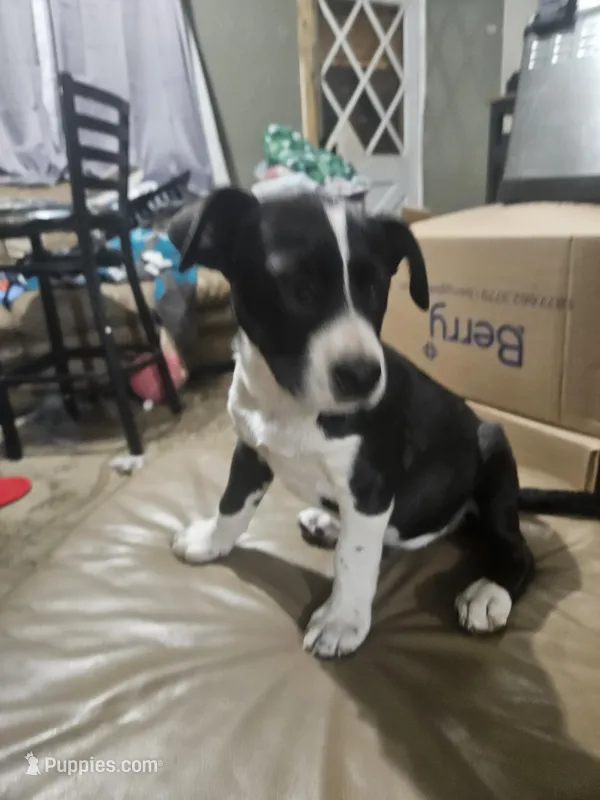 Spot – American Bulldog, German Shepherd Dog puppy for sale in Prague, OK