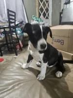 Spot, a male American Bulldog and German Shepherd Dog for sale in Prague, OK – 1 of 3