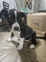 Spot, a male American Bulldog and German Shepherd Dog for sale in Prague, OK – 3 of 3