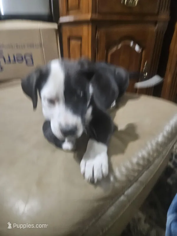 Polar bear – American Bulldog, German Shepherd Dog puppy for sale in Prague, OK