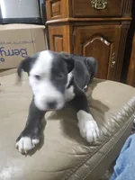 Polar bear, a male American Bulldog and German Shepherd Dog for sale in Prague, OK – 3 of 3