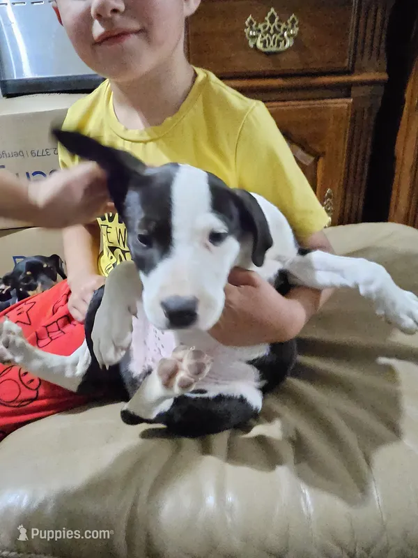 Panda – American Bulldog, German Shepherd Dog puppy for sale in Prague, OK