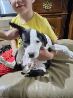 Panda, a female American Bulldog and German Shepherd Dog for sale in Prague, OK – 1 of 2