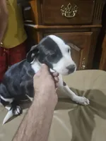 Panda, a female American Bulldog and German Shepherd Dog for sale in Prague, OK – 2 of 2