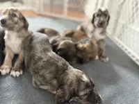 Isaac, a male Afghan Hound for sale in Kailua Kona, HI – 3 of 3