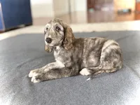 Ezra, a male Afghan Hound for sale in Hilo, HI – 3 of 5
