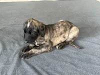 Shilo , a male Afghan Hound for sale in Hilo, HI – 5 of 5
