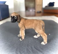 Cyrus, a male Afghan Hound for sale in Hilo, HI – 6 of 6
