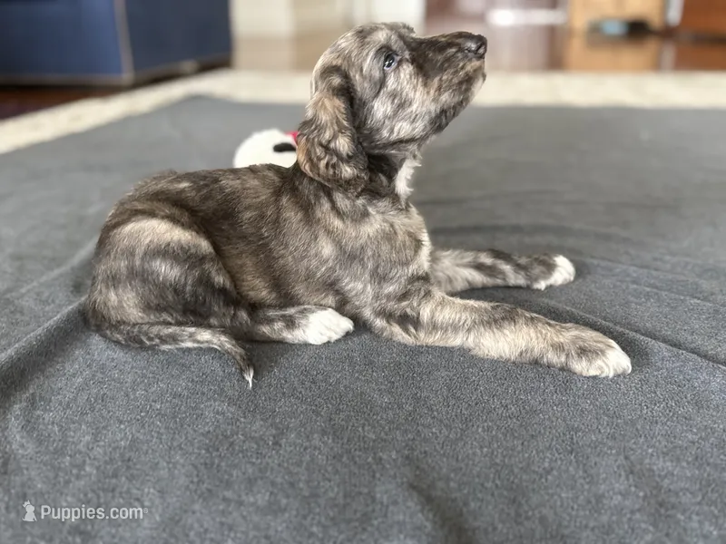 Ezra – Afghan Hound puppy for sale in Kailua Kona, HI
