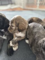 Josiah, a male Afghan Hound for sale in Kailua Kona, HI – 2 of 3