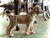 Josiah, a male Afghan Hound for sale in Hilo, HI – 7 of 7