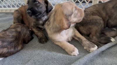 Hazael, a female Afghan Hound for sale in Kailua Kona, HI – 3 of 3