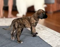Simon, a male Afghan Hound for sale in Hilo, HI – 6 of 6