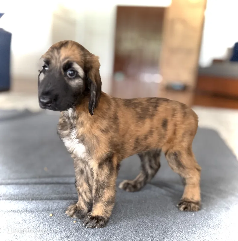 Simon – Afghan Hound puppy for sale in Kailua Kona, HI