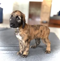 Simon, a male Afghan Hound for sale in Hilo, HI – 1 of 6