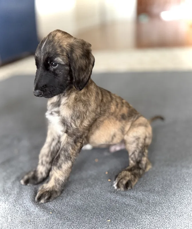Shilo  – Afghan Hound puppy for sale in Kailua Kona, HI