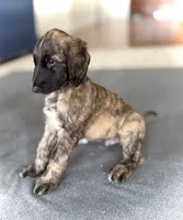 Shilo , a male Afghan Hound for sale in Hilo, HI – 1 of 5