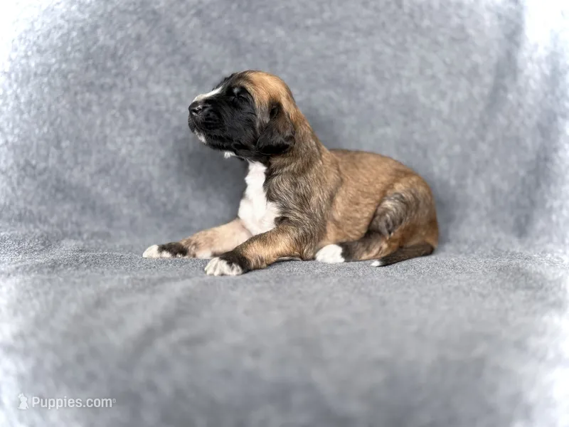 Shilo  – Afghan Hound puppy for sale in Kailua Kona, HI