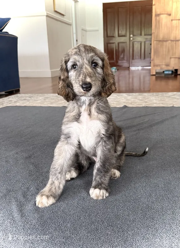 Ezra – Afghan Hound puppy for sale in Kailua Kona, HI